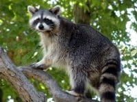 Can I kill rats, raccoons and other pests in Ottawa?
