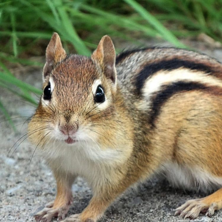 chipmunk removal services