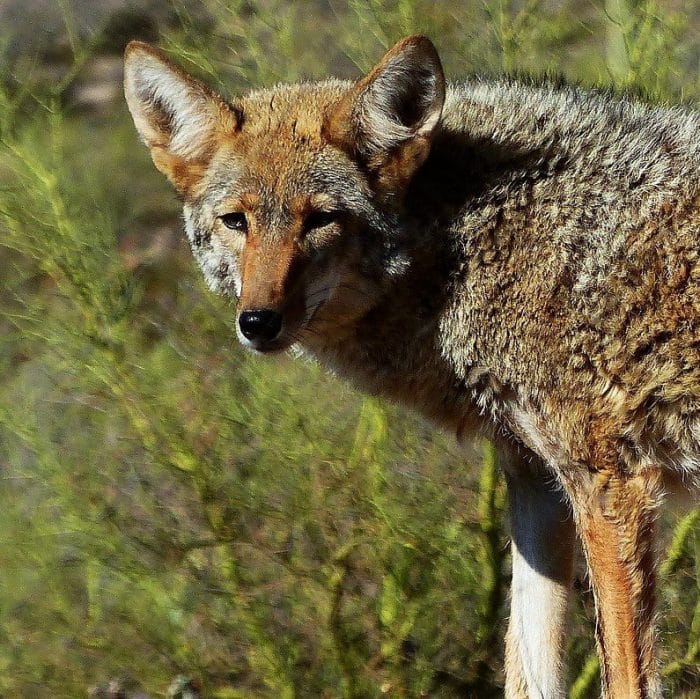 coyote removal services