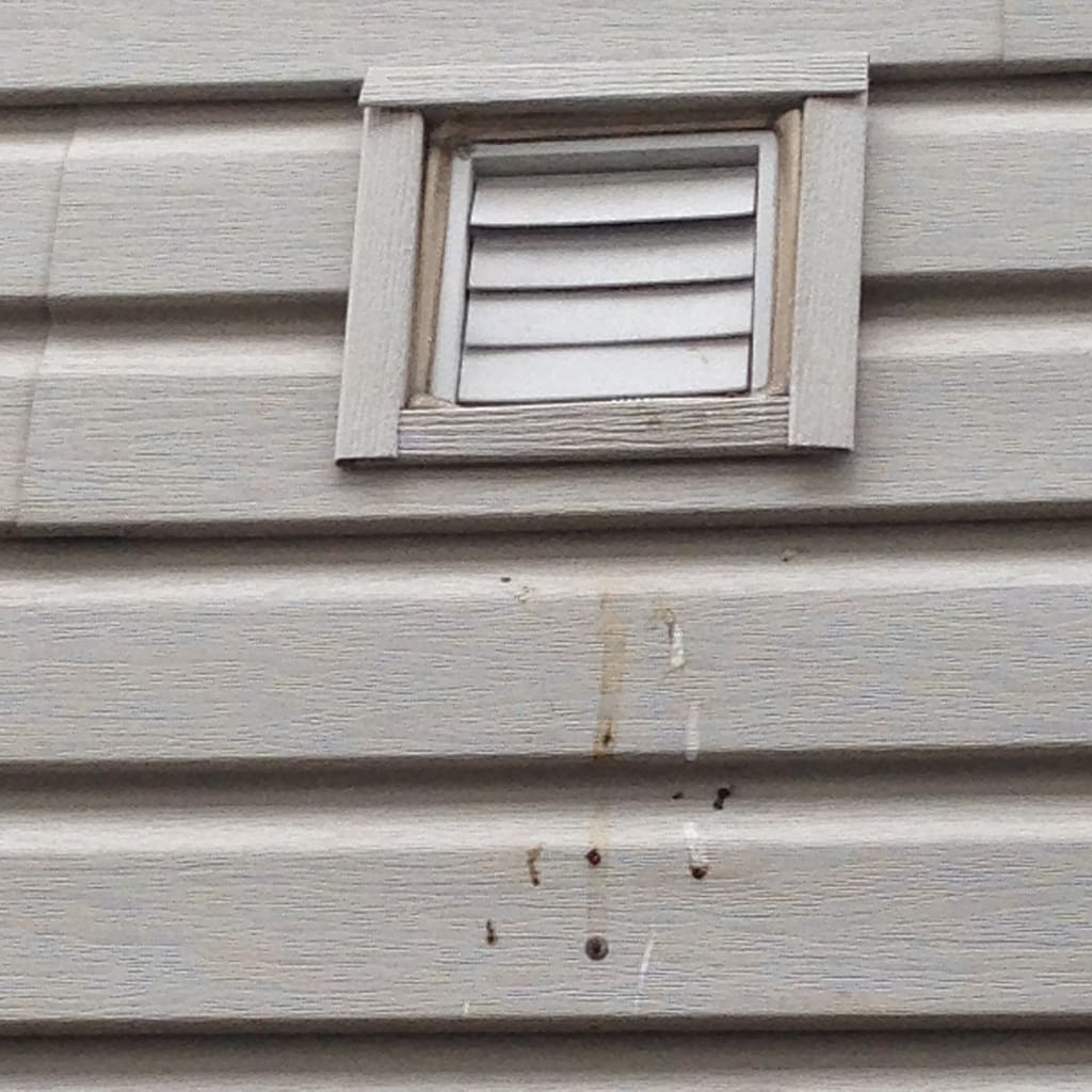 bird damage in vent