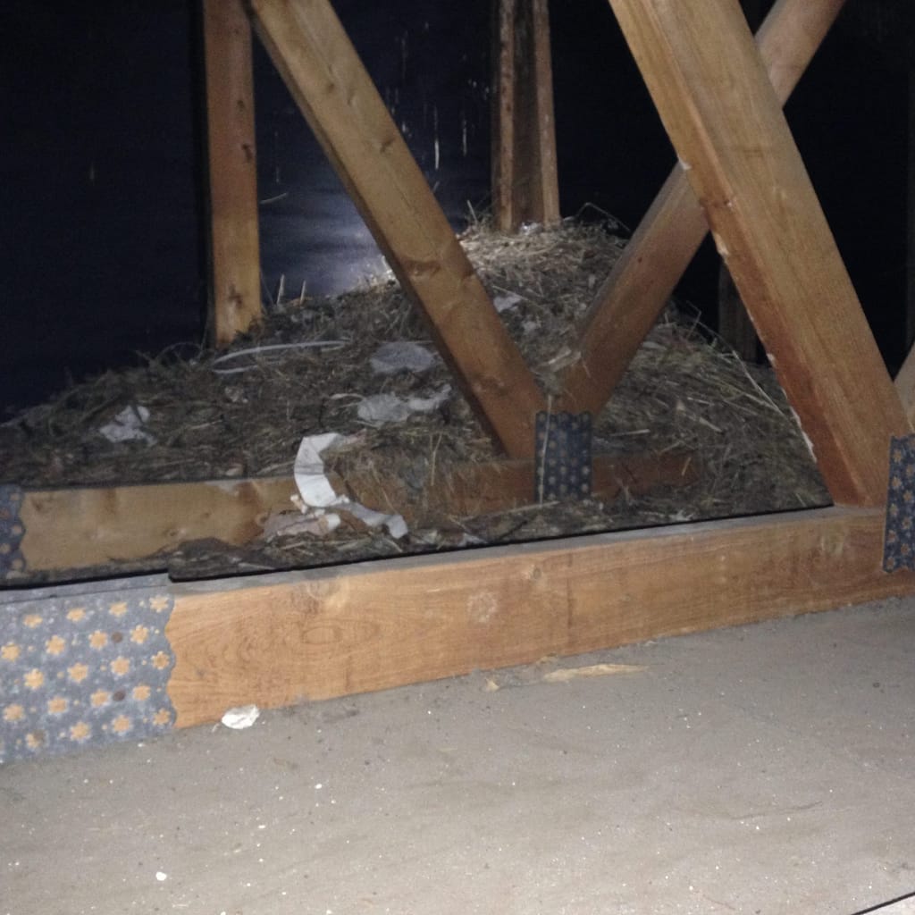 huge bird nest in attic