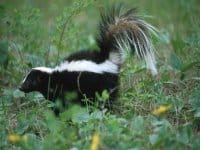 skunk in back yard