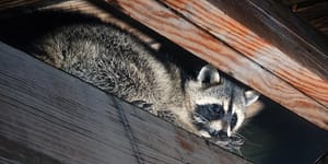 raccoon in the attic of a home