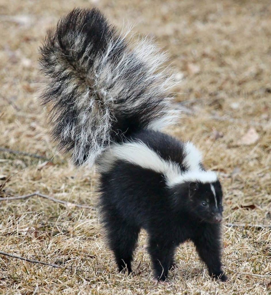 skunk alarmed
