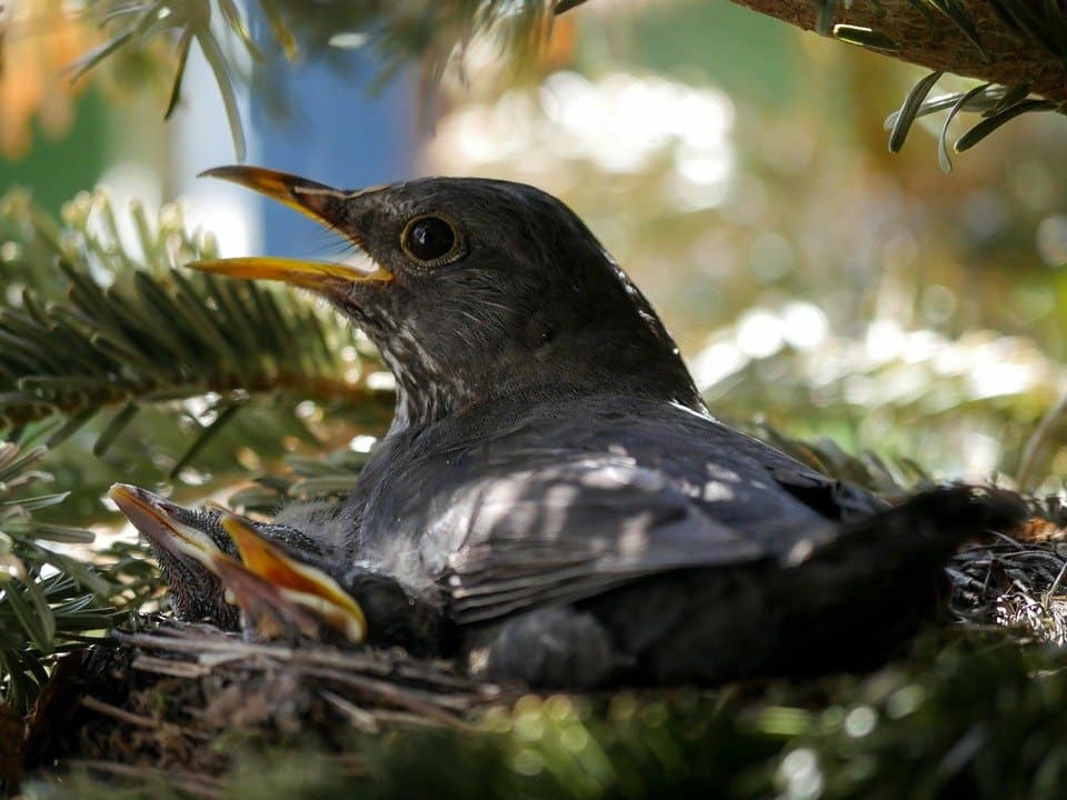 starling mother in nest with babies